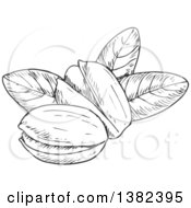 Black And White Sketched Pistachios