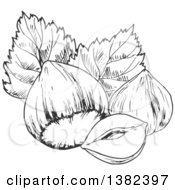 Poster, Art Print Of Black And White Sketched Hazelnuts