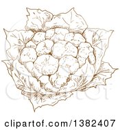 Brown Sketched Head Of Cauliflower