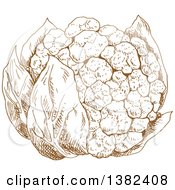 Poster, Art Print Of Brown Sketched Head Of Cauliflower