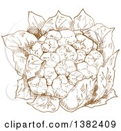 Poster, Art Print Of Brown Sketched Head Of Cauliflower