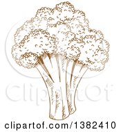 Poster, Art Print Of Brown Sketched Broccoli