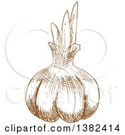 Clipart Of A Brown Sketched Garlic Bulb Royalty Free Vector Illustration