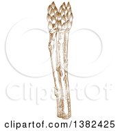 Clipart Of Brown Sketched Asparagus Royalty Free Vector Illustration