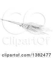 Clipart Of A Black And White Sketched Wheat Royalty Free Vector Illustration