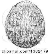 Clipart Of A Black And White Sketched Coconut Royalty Free Vector Illustration