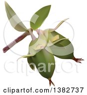 Clipart Of A 3d Branch With Jojoba Fruits Royalty Free Vector Illustration