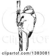 Clipart Of A Black And White Eurasian Blue Tit On A Stalk Royalty Free Vector Illustration