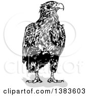 Poster, Art Print Of Black And White Eagle And Shadow