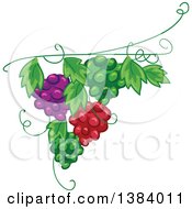 Green Red And Purple Grape Vine Design Element