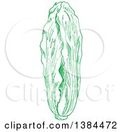 Poster, Art Print Of Sketched Green Cabbage