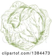 Poster, Art Print Of Sketched Green Cabbage