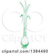 Clipart Of A Sketched Spring Onion Royalty Free Vector Illustration