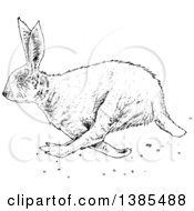 Poster, Art Print Of Black And White Bunny Rabbit