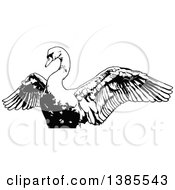 Poster, Art Print Of Black And White Swan Flapping Its Wings