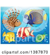 Poster, Art Print Of Saltwater Marine Fish Under The Sea