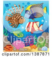 Poster, Art Print Of Saltwater Marine Fish At A Reef