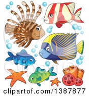 Poster, Art Print Of Saltwater Marine Fish