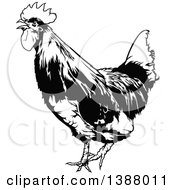 Poster, Art Print Of Black And White Rooster