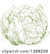 Sketched Green Head Of Cauliflower