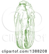 Poster, Art Print Of Sketched Green Head Of Napa Cabbage