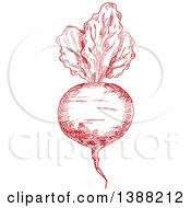 Poster, Art Print Of Sketched Red Beet