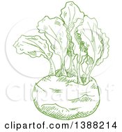 Clipart Of A Sketched Green Kohlrabi Royalty Free Vector Illustration