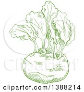 Poster, Art Print Of Sketched Green Kohlrabi