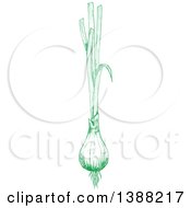 Sketched Green Onion