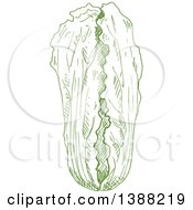 Clipart Of A Sketched Green Head Of Napa Cabbage Royalty Free Vector Illustration