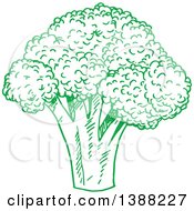 Poster, Art Print Of Sketched Green Head Of Broccoli