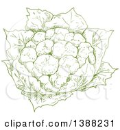 Clipart Of A Sketched Green Head Of Cauliflower Royalty Free Vector Illustration