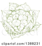 Poster, Art Print Of Sketched Green Head Of Cauliflower