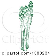 Sketched Green Asparagus Stalks