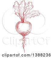 Clipart Of A Sketched Red Beet Royalty Free Vector Illustration
