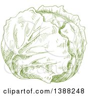 Poster, Art Print Of Sketched Green Head Of Cabbage