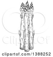 Clipart Of Sketched Gray Asparagus Stalks Royalty Free Vector Illustration