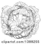 Poster, Art Print Of Sketched Gray Head Of Cabbage