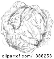 Clipart Of A Sketched Gray Head Of Cabbage Royalty Free Vector Illustration