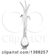 Clipart Of A Sketched Gray Green Onion Royalty Free Vector Illustration