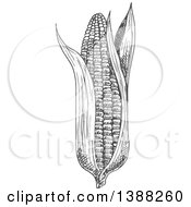Poster, Art Print Of Sketched Gray Ear Of Corn