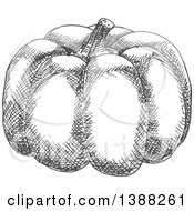Poster, Art Print Of Sketched Gray Pumpkin