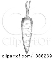 Poster, Art Print Of Sketched Gray Carrot