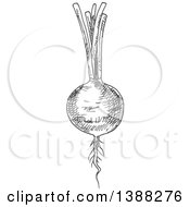 Clipart Of A Sketched Gray Beet Royalty Free Vector Illustration