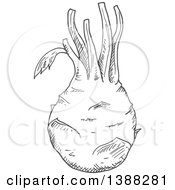 Poster, Art Print Of Sketched Gray Kohlrabi