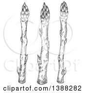 Sketched Gray Asparagus Stalks