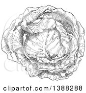 Clipart Of A Sketched Gray Head Of Cabbage Royalty Free Vector Illustration