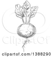 Poster, Art Print Of Sketched Gray Beet