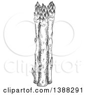 Clipart Of Sketched Gray Asparagus Stalks Royalty Free Vector Illustration by Vector Tradition SM