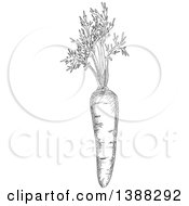 Clipart Of A Sketched Gray Carrot Royalty Free Vector Illustration